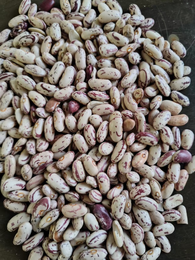 奶花饭豆，色选精品，颗颗饱满。大量现货