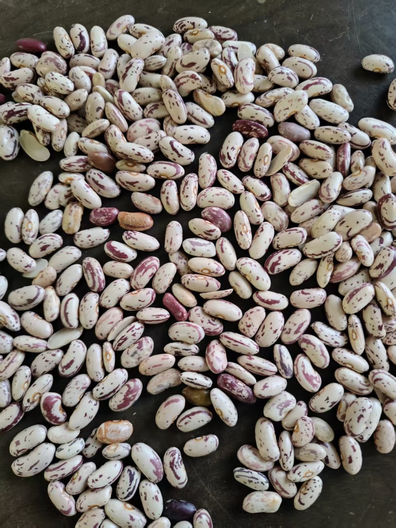 奶花饭豆，色选精品，颗颗饱满。大量现货