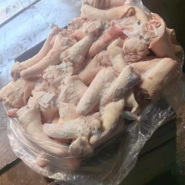 出售母猪短尾
