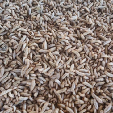 黑水虻活虫