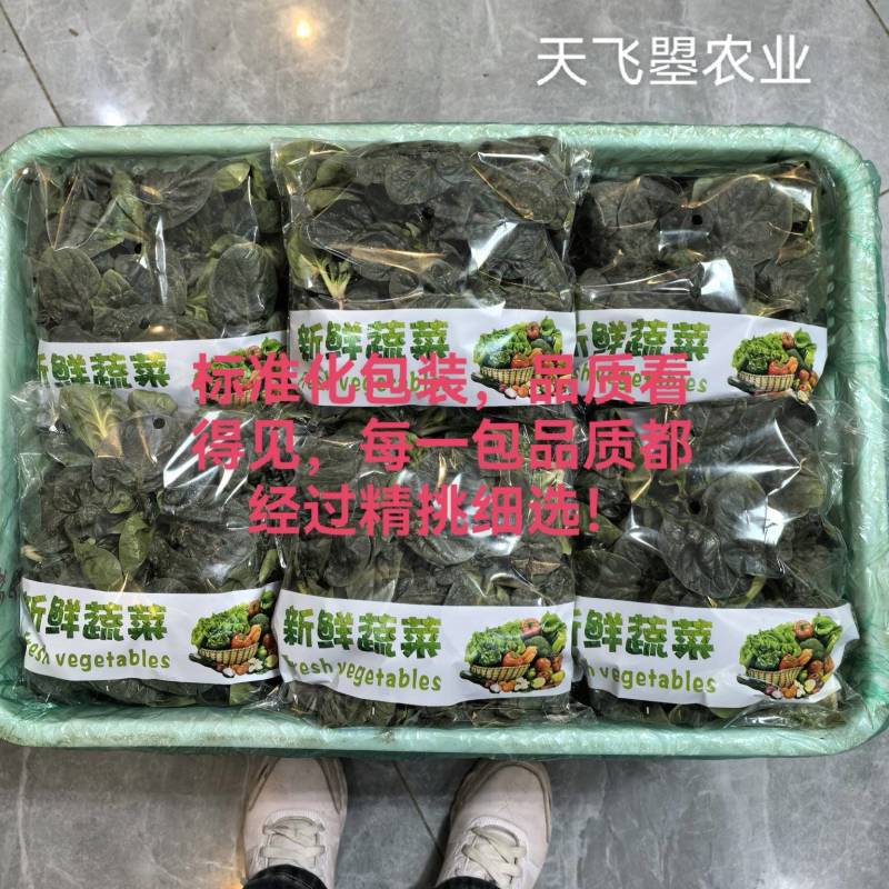 天飞曌农业春秋冬季精品圆叶趴地菠菜电商超市市场