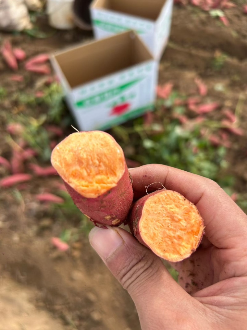 广东精品西瓜红红薯大量上市品质保证量大从优一手货源