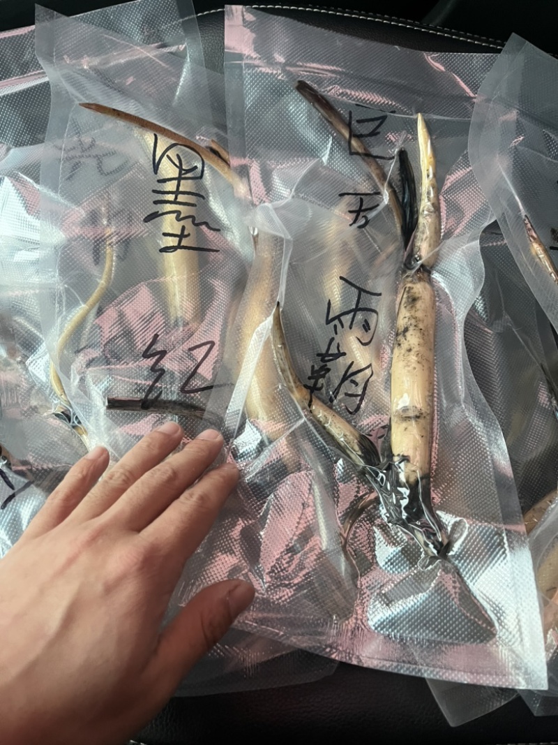 【观赏荷花】中大型精品荷花藕苗