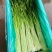 湖北精品白帽蒜苔，新鲜蒜苔，大量现货，品质保证