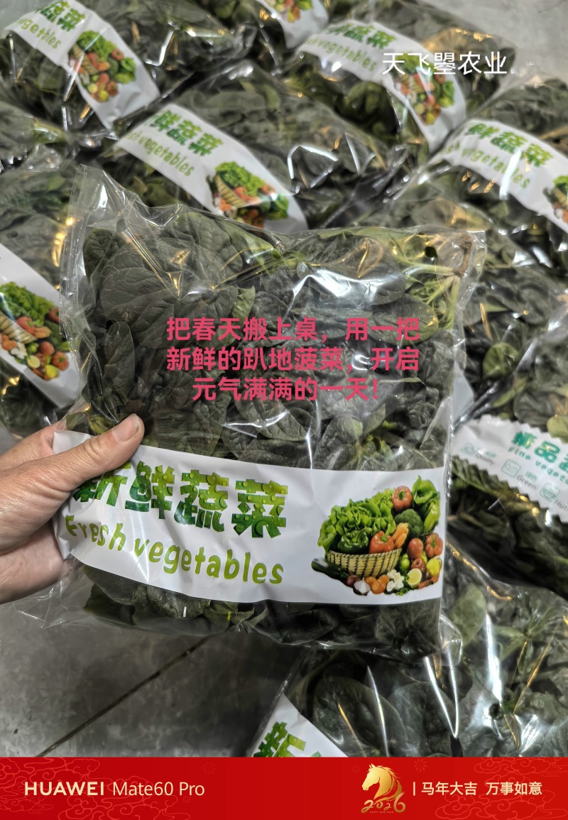 天飞曌农业春秋冬季精品圆叶趴地菠菜电商超市市场