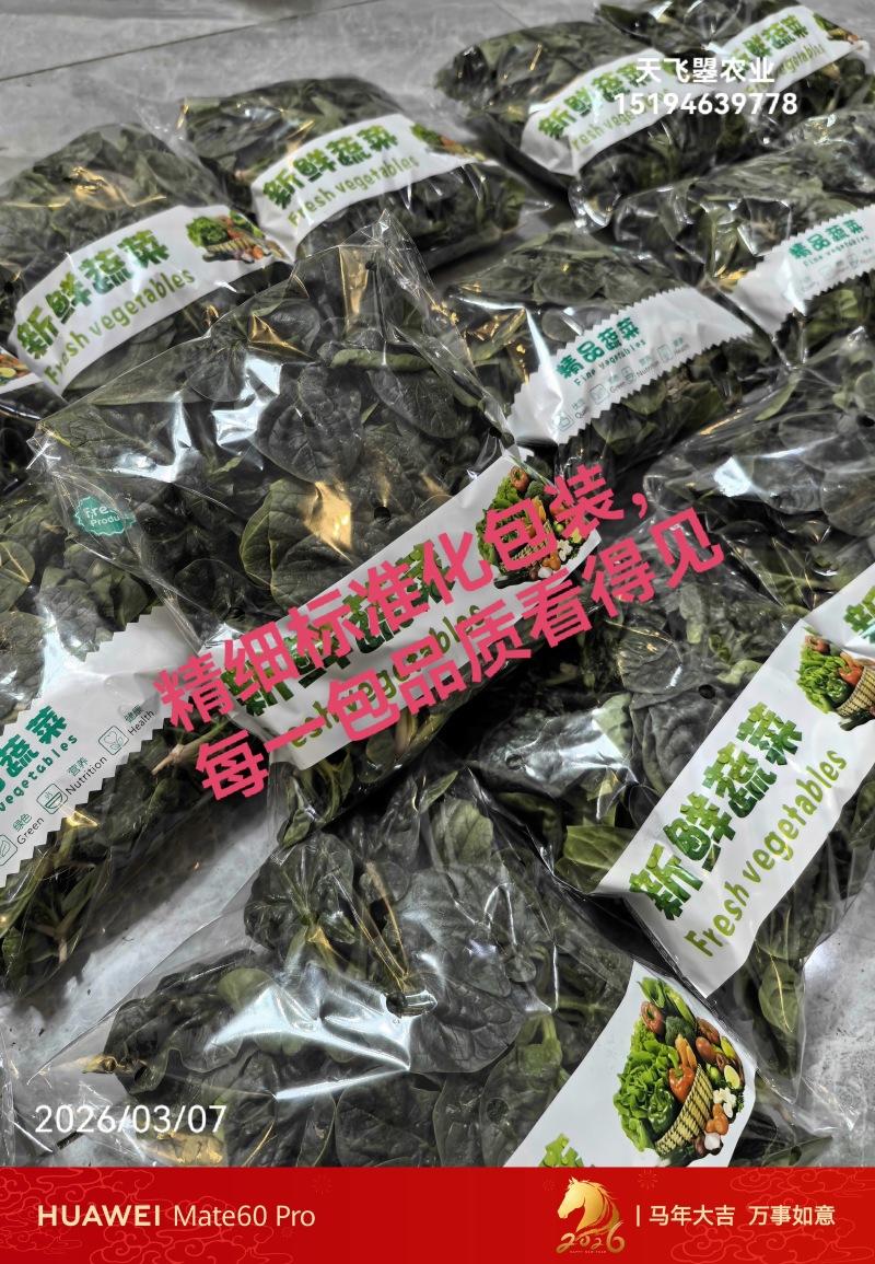 天飞曌农业春秋冬季精品圆叶趴地菠菜电商超市市场