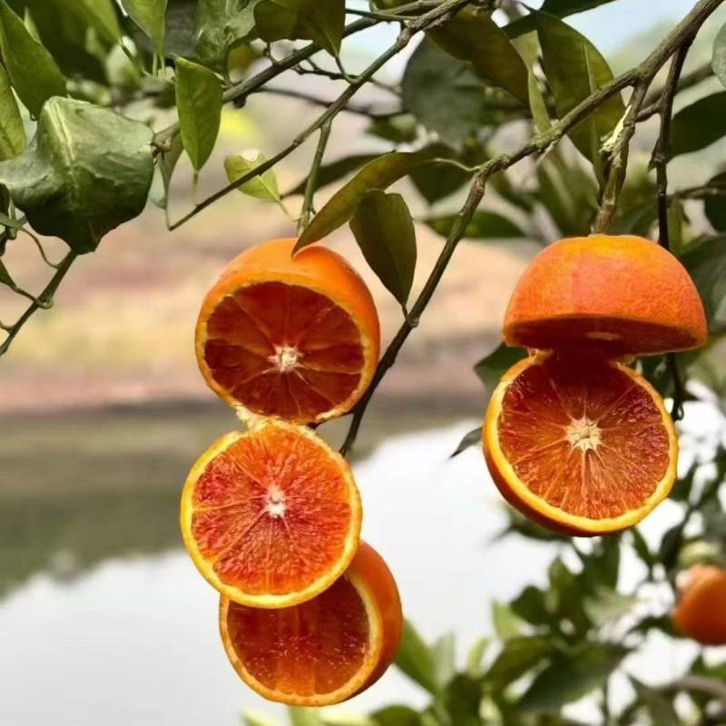血脐橙