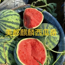 嫁接美都8424甜王懒汉西瓜2k小吊瓜苗