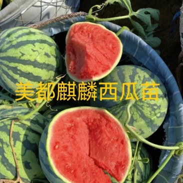 嫁接美都8424甜王懒汉西瓜2k小吊瓜苗