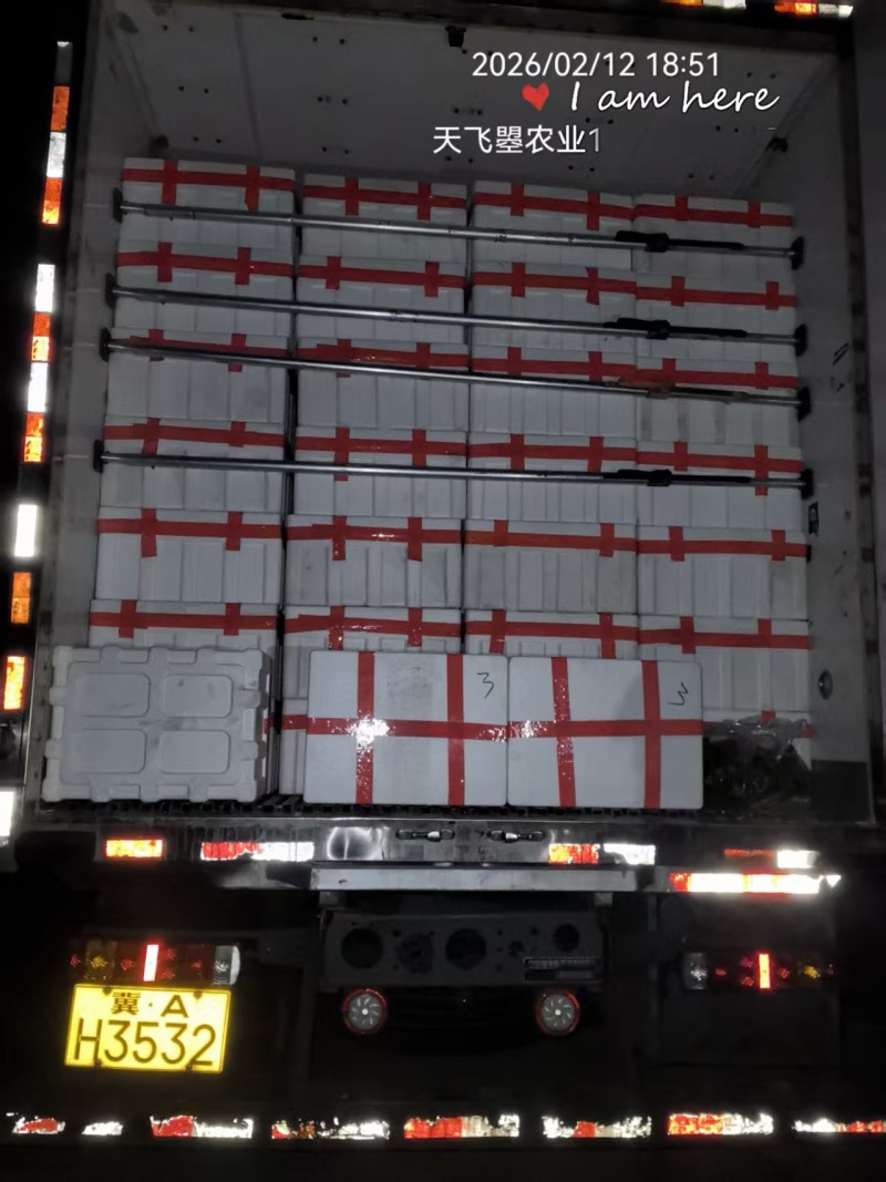 天飞曌农业春秋冬季精品圆叶趴地菠菜电商超市市场