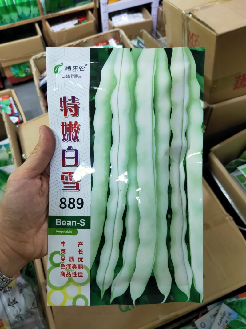 特嫩白雪老来少架豆种子白不老嫩荚白色豆荚圆棍形