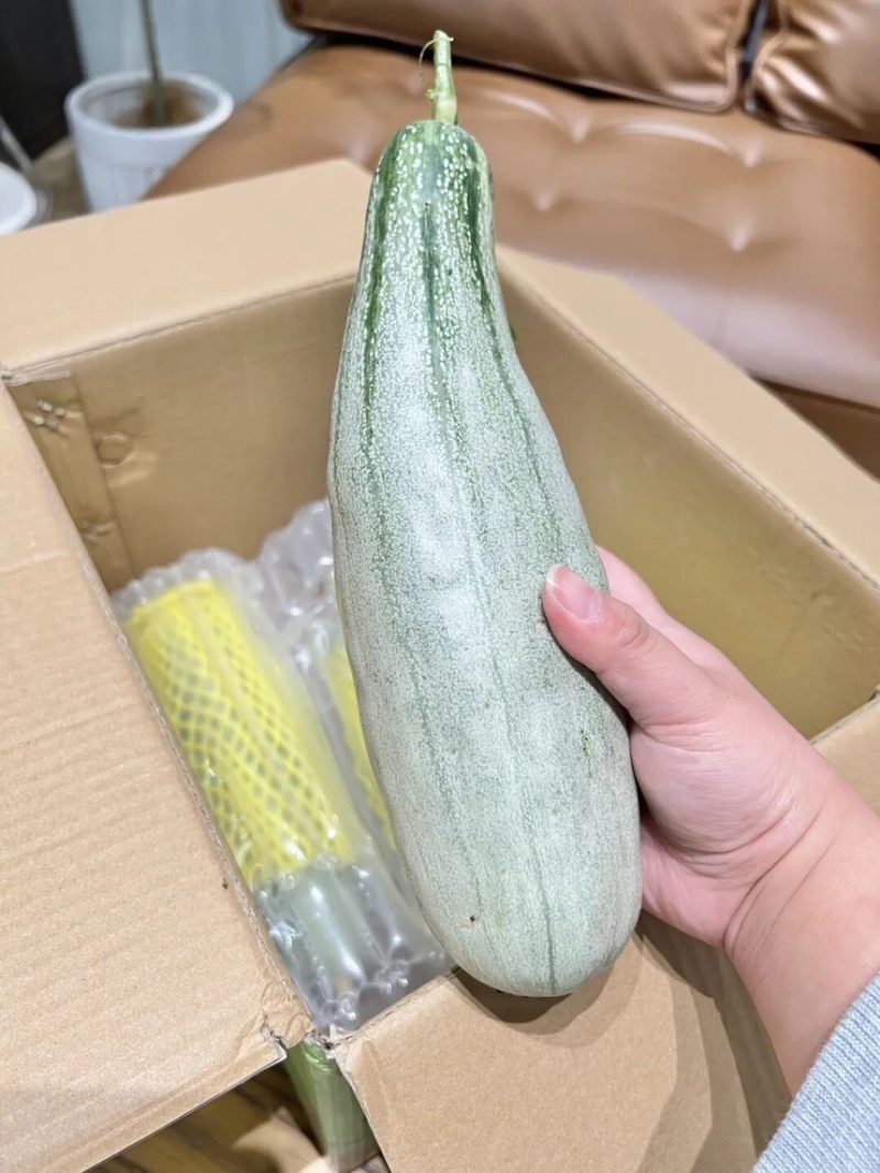 山东羊角蜜甜瓜个大饱满脆甜多汁【对接电商】商超仓储