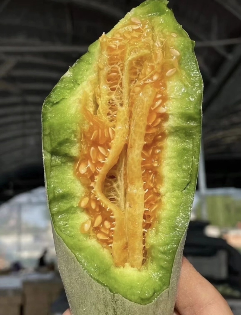山东羊角蜜甜瓜个大饱满脆甜多汁【对接电商】商超仓储