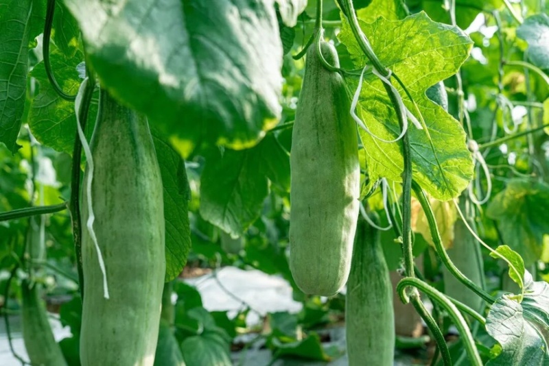 山东羊角蜜甜瓜个大饱满脆甜多汁【对接电商】商超仓储