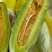 山东羊角蜜甜瓜个大饱满脆甜多汁【对接电商】商超仓储