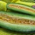 山东羊角蜜甜瓜个大饱满脆甜多汁【对接电商】商超仓储