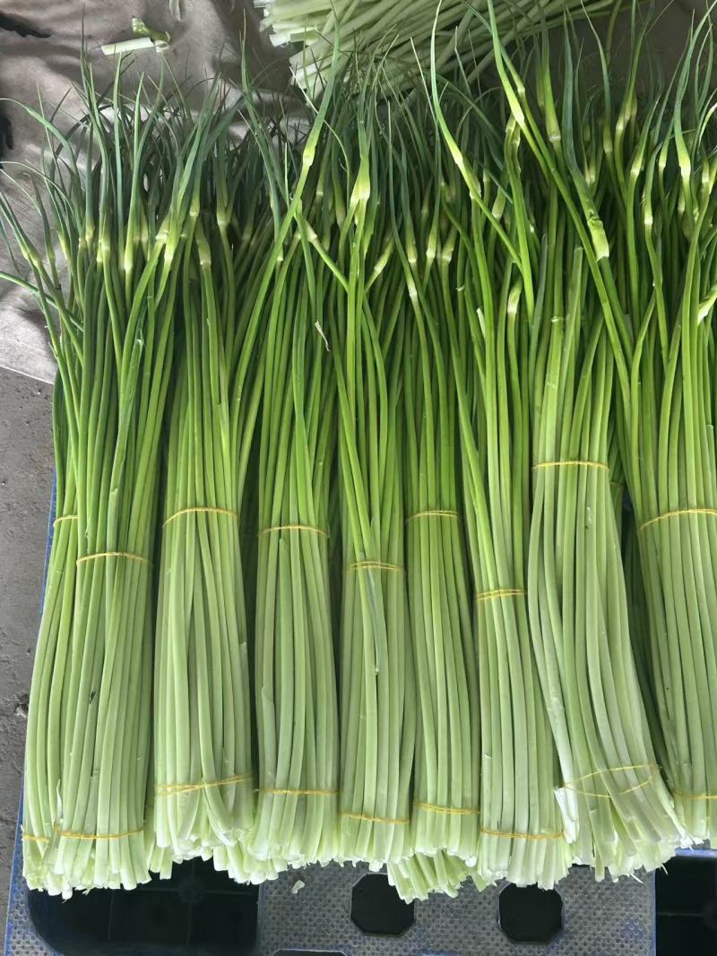 蒜苔湖北宜昌枝江大量供应白冒蒜苔，一手货源量大从优