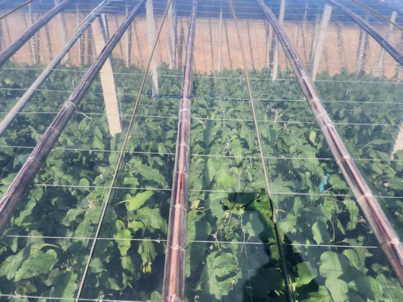 农膜/自康农膜/白色EVAPO膜/厂家直销/大量现货