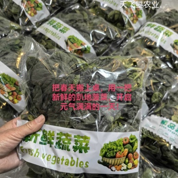 天飞曌农业趴地菠菜春秋冬季支持电商直播一件代发平台