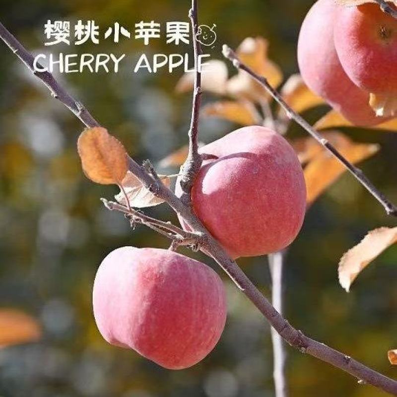 【推荐】精品樱桃小苹果货源充足量大从优质量保证欢迎咨询