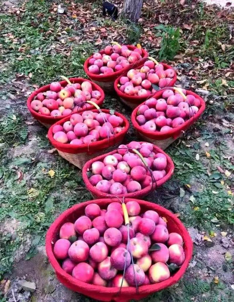 【推荐】精品樱桃小苹果货源充足量大从优质量保证欢迎咨询