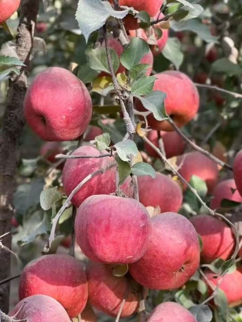 新疆樱桃小苹果货源充足产地直发质量保证欢迎咨询