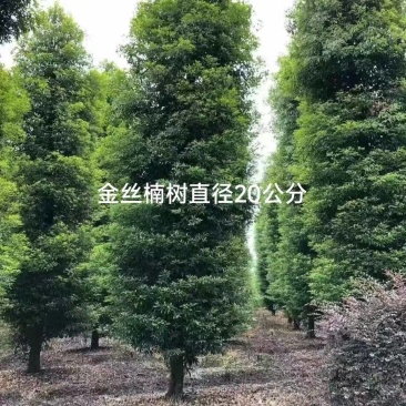 四川金丝楠木大量有货诚信经营品质保证欢迎电话咨询