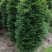 四川金丝楠木大量有货诚信经营品质保证欢迎电话咨询