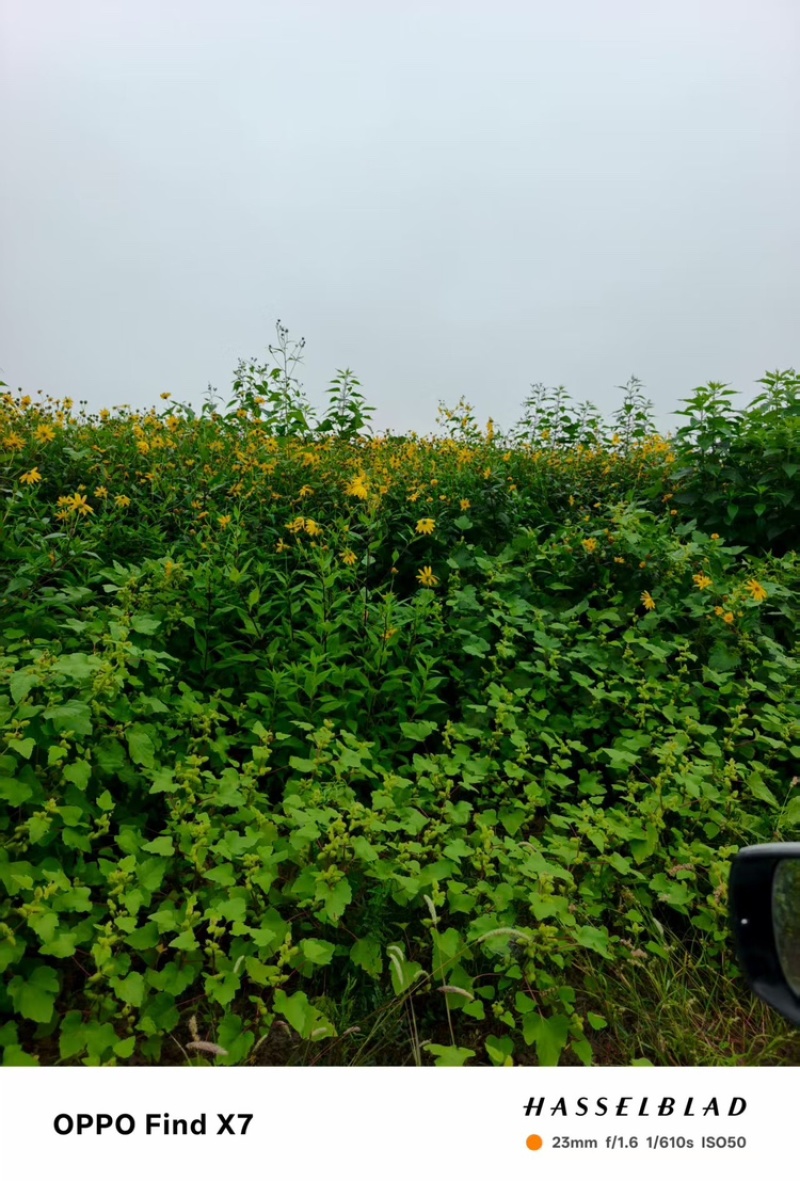 菊芋种，品质好，早熟品种