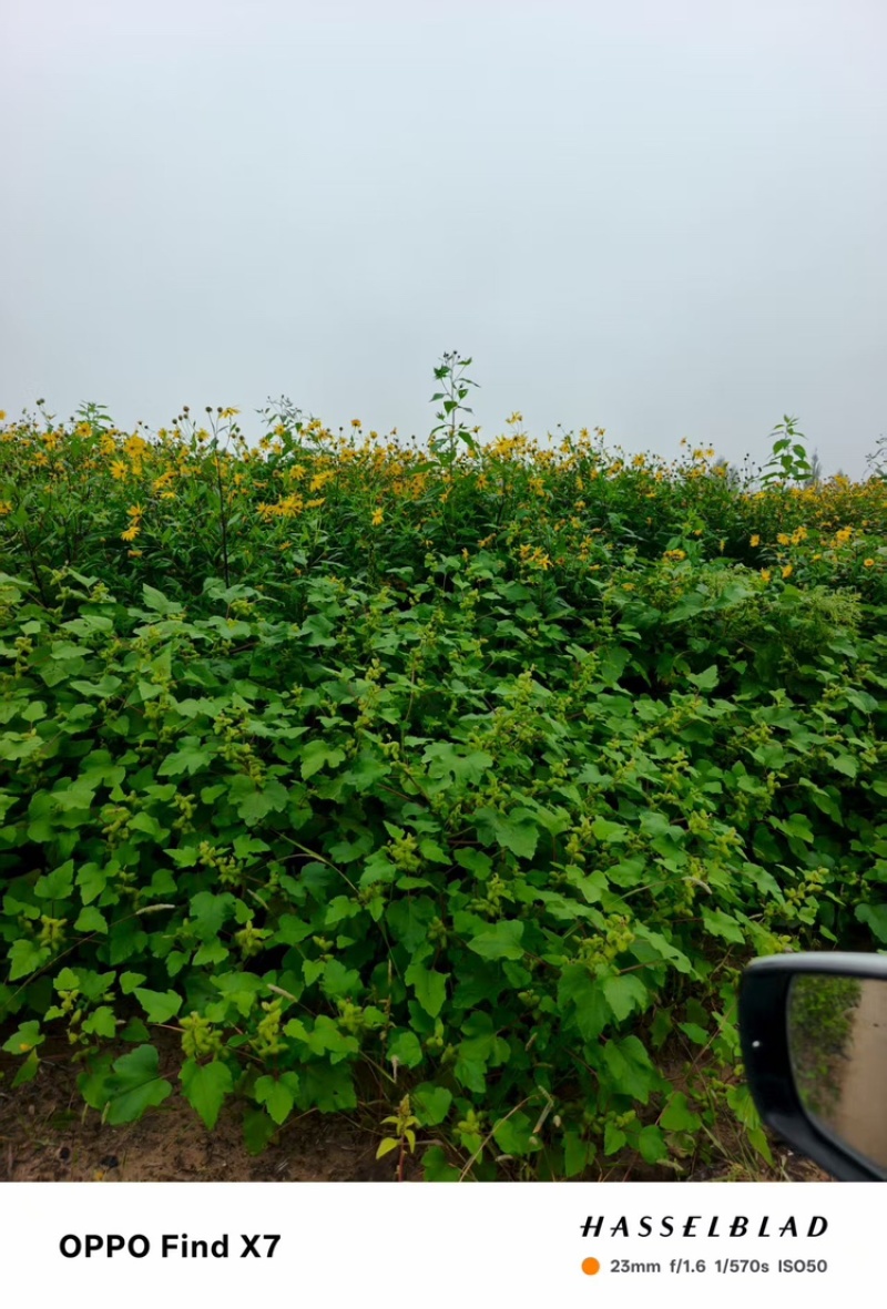 菊芋种，品质好，早熟品种
