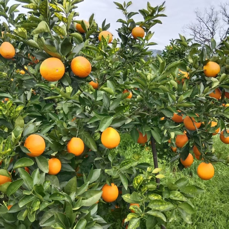 精品蜜赖夏橙一手货源全国发货量大价优欢迎随时联系