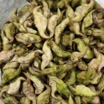 安徽大青菱角和菱角种子（一年产量100万斤）