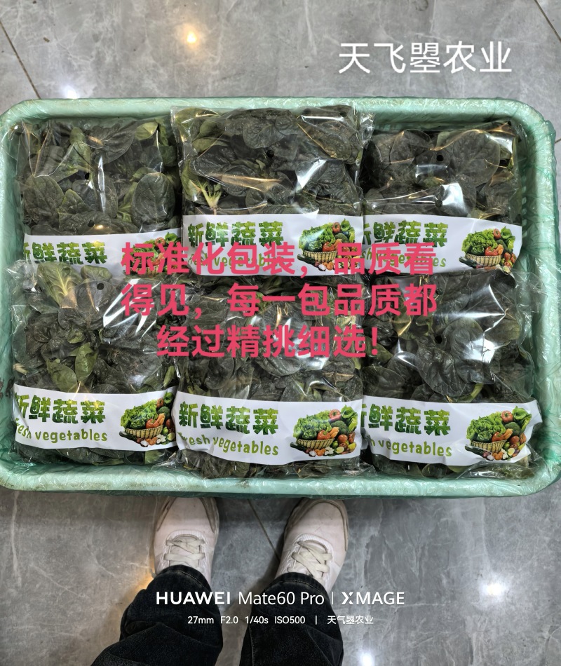 天飞曌农业趴地菠菜春秋冬季支持电商直播一件代发平台