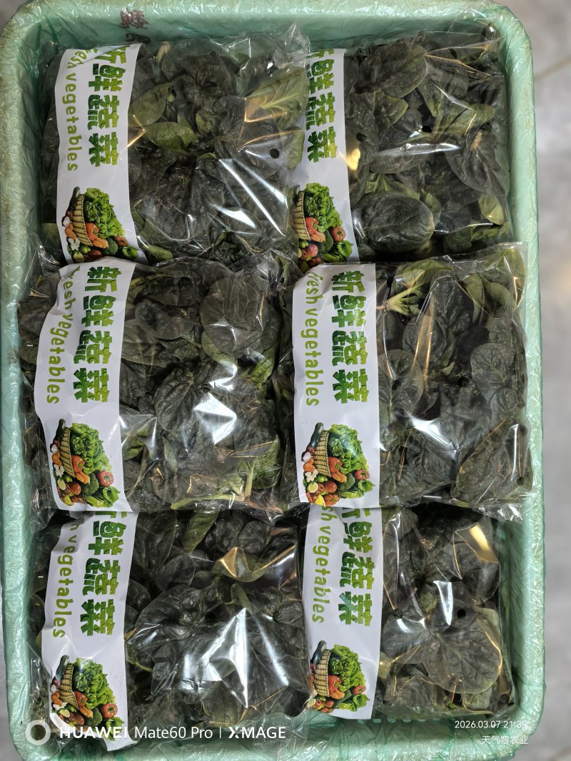 天飞曌农业趴地菠菜春秋冬季支持电商直播一件代发平台