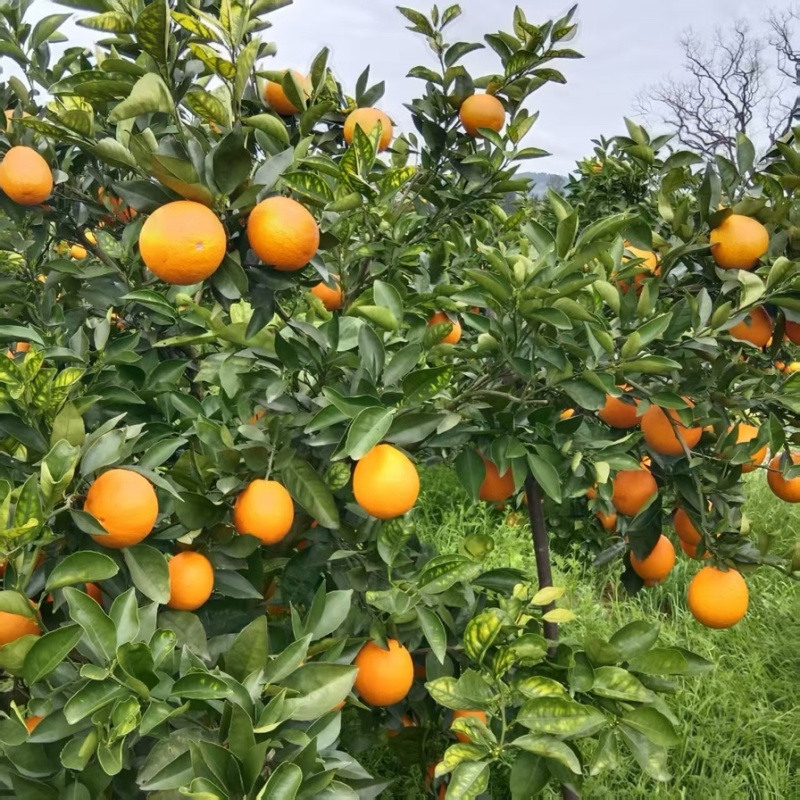精品弗洛斯特夏橙产地一手货源全国发货量大价优