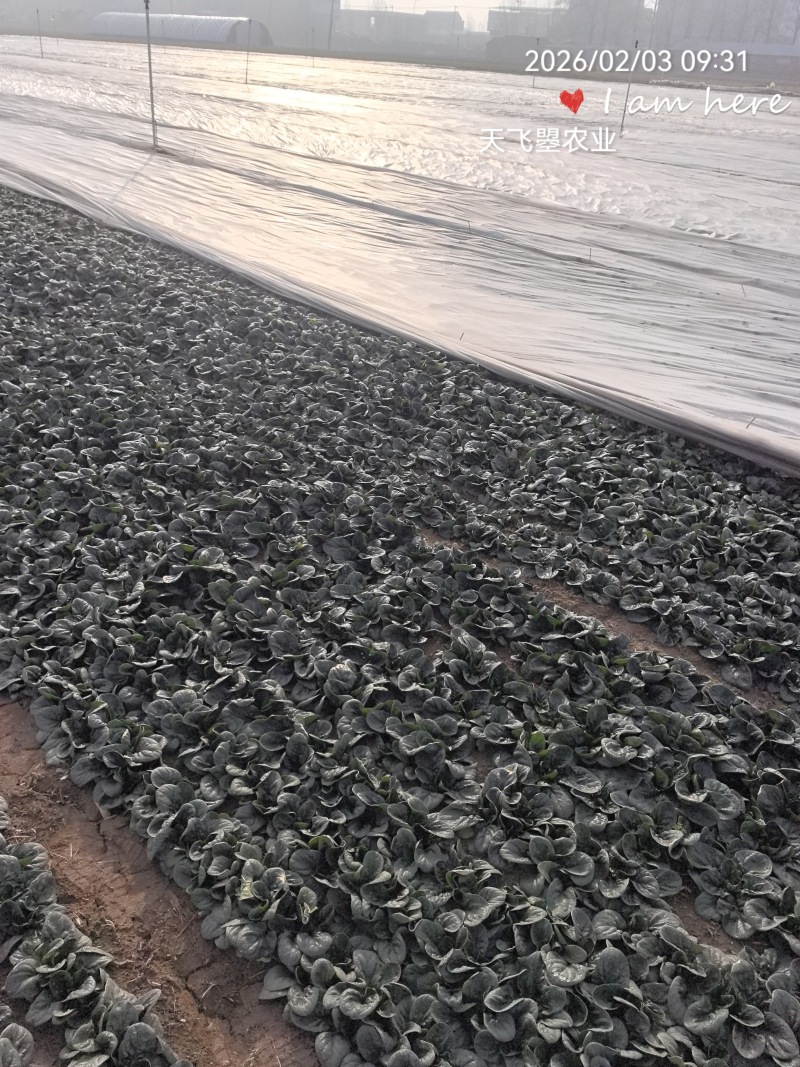 天飞曌农业趴地菠菜春秋冬季支持电商直播一件代发平台