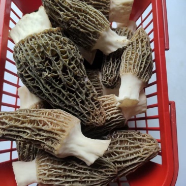 羊肚菌