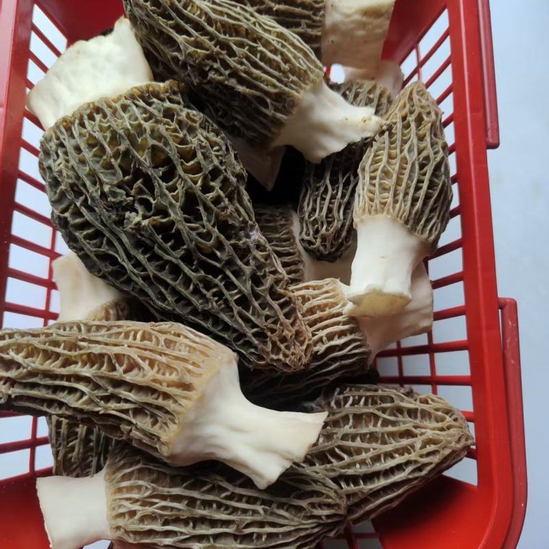 羊肚菌