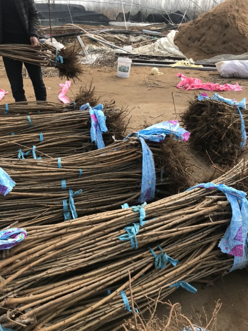 弗里斯科，太平洋红矮化樱桃苗