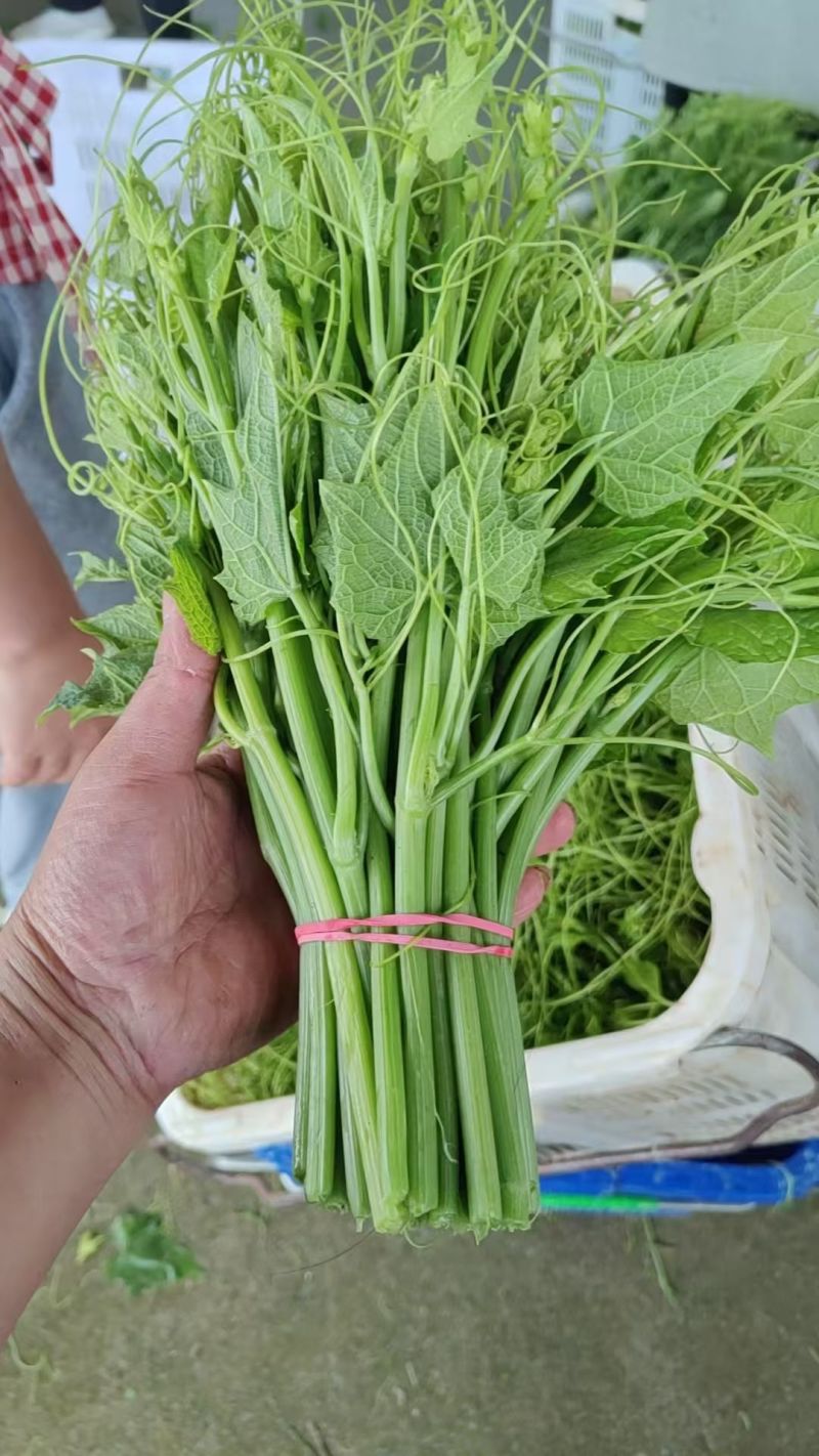 产地批发佛手瓜藤龙须菜货量大按需求分拣打包承接餐饮加工批发