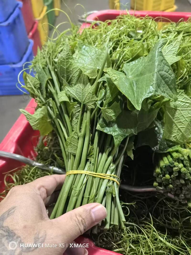 产地批发佛手瓜藤龙须菜货量大按需求分拣打包承接餐饮加工批发