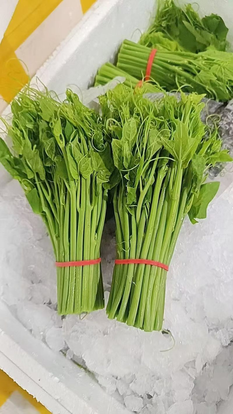 产地批发佛手瓜藤龙须菜货量大按需求分拣打包承接餐饮加工批发