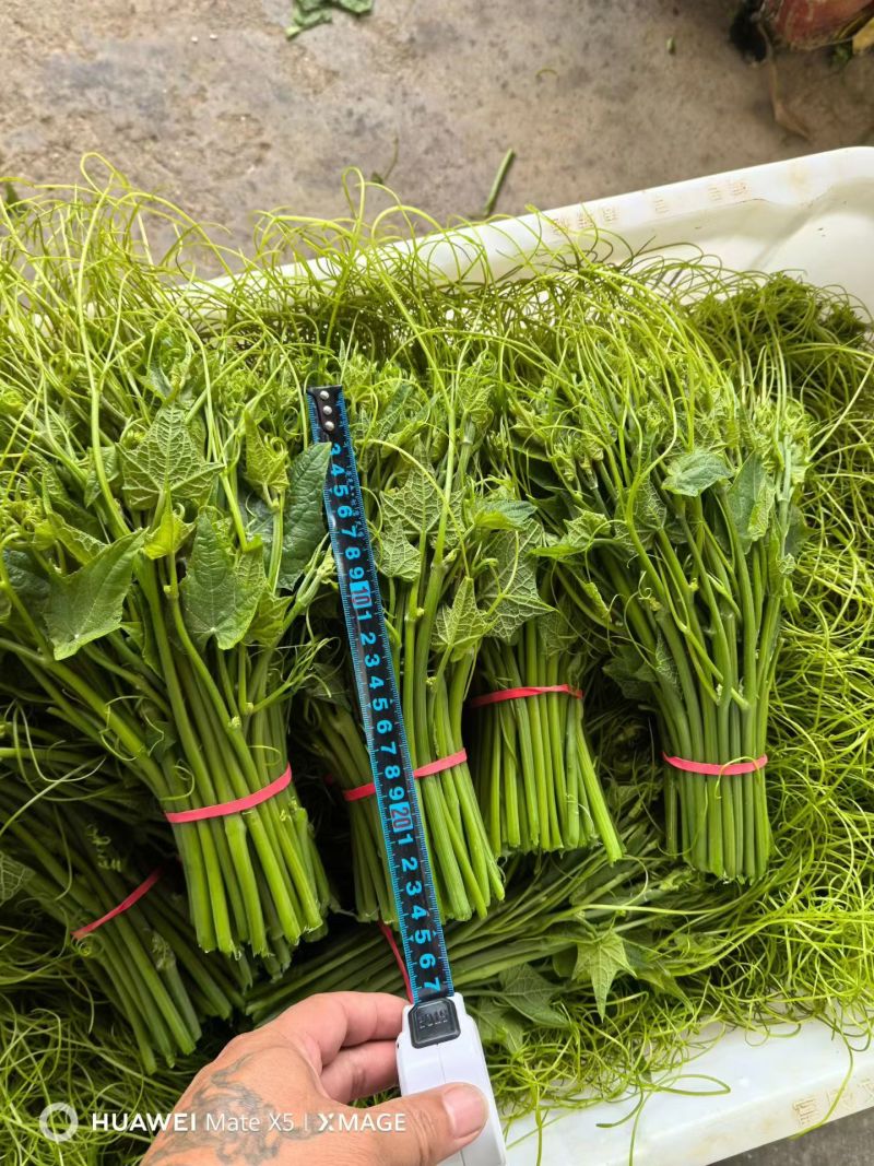 产地批发佛手瓜藤龙须菜货量大按需求分拣打包承接餐饮加工批发