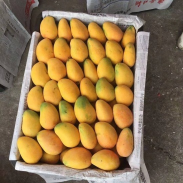 台农芒果，花皮，不影响口感，适合加工厂
