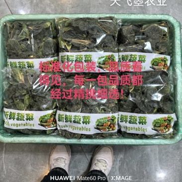 天飞曌农业春秋冬季红根趴地菠菜电商团购直播超市小微