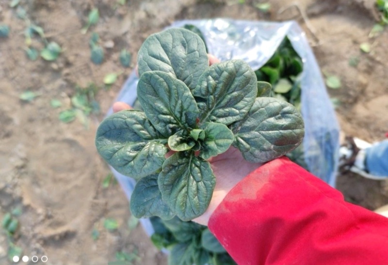 天飞曌农业春秋冬季红根趴地菠菜电商团购直播超市小微