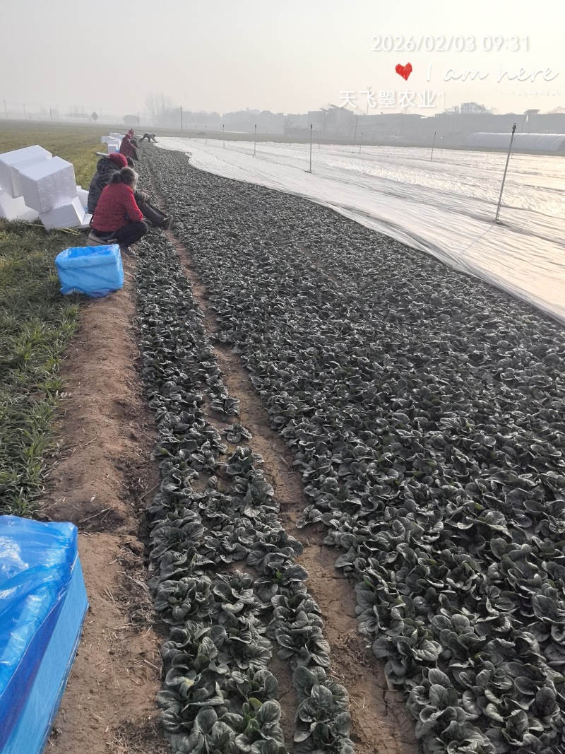 天飞曌农业春秋冬季红根趴地菠菜电商团购直播超市小微