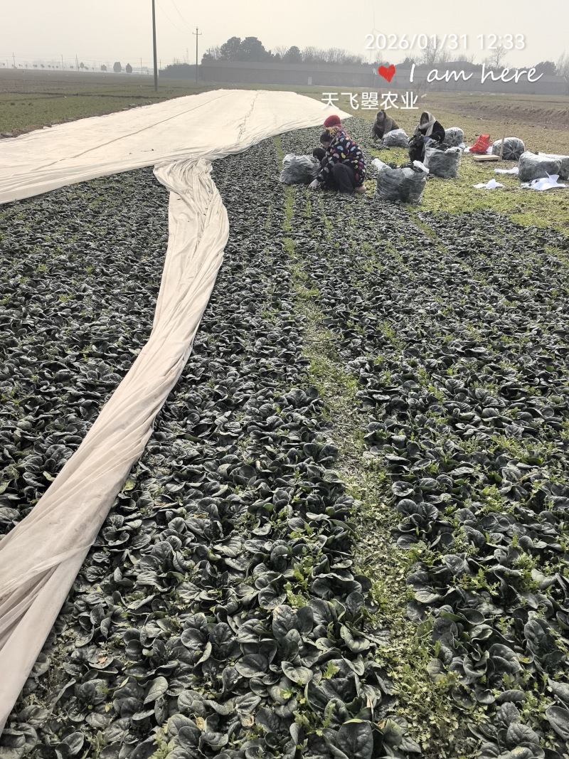 天飞曌农业春秋冬季红根趴地菠菜电商团购直播超市小微