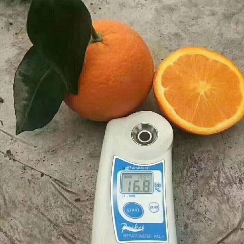 纽荷尔脐橙/秭归纽荷尔/圆虹水分足口感甜
