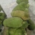 海南菠萝蜜马来西亚1号价格美丽